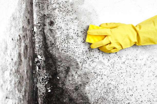 Best Mold Odor Removal Services  in Elmont, NY