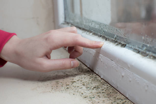 Best Attic Mold Removal  in Elmont, NY