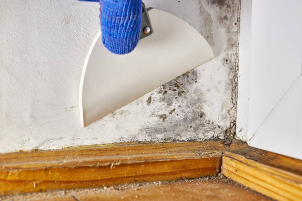 Best Indoor Air Quality Assessment  in Elmont, NY