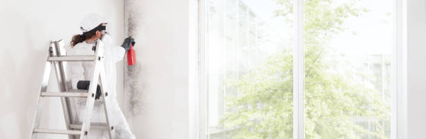 Best Basement Mold Removal  in Elmont, NY